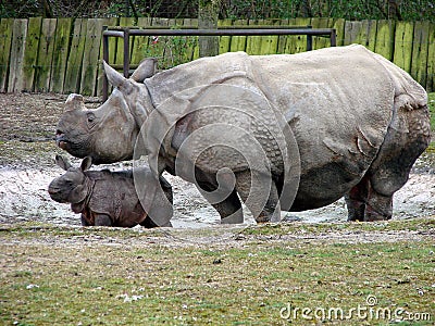 Rhino mother with newborn baby