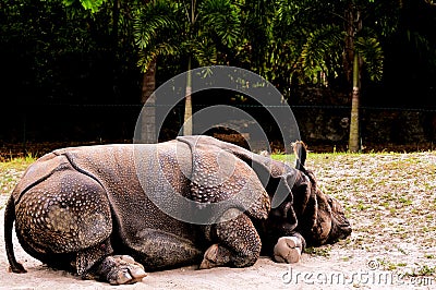 Rhino resting