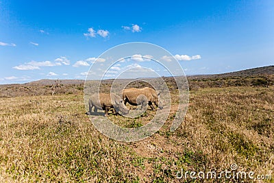 Rhinos Mother Cub Landscape