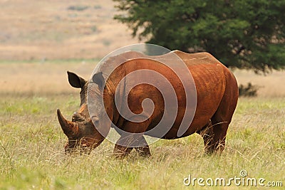 Rhino in south africa