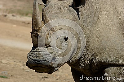 Rhino Stare