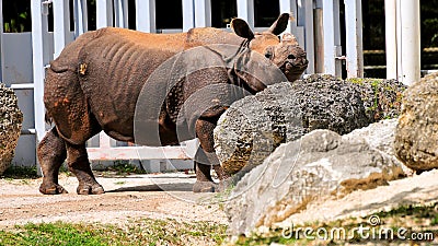 Rhino stopped walking to pose for camera