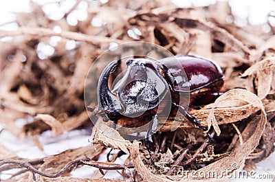Rhinoceros beetle (Oryctes nasicornis) on wood shavings