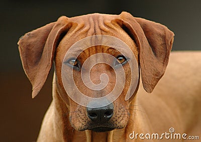 Rhodesian Ridgeback dog head portrait