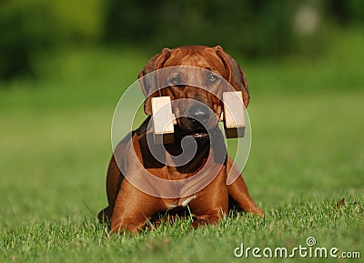 Rhodesian ridgeback training obedience