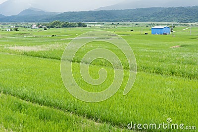 Rice farm in country