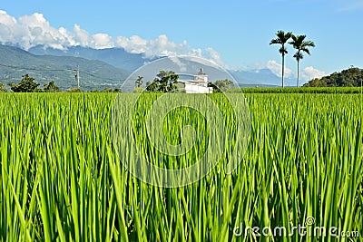 Rice farm in country