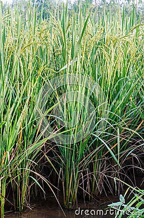 Rice field background. Food and natural