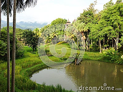 Rice field with bamboo water wheel ,Thailand