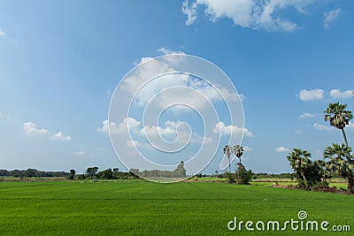 Rice field green grass blue sky cloud cloudy landscape background