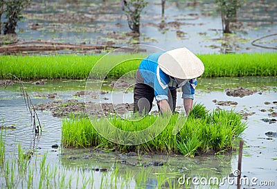 Rice field in Vietnam. Ninh Binh rice paddy