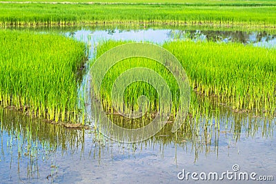 Rice seedlings in rice field
