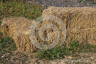 Rice Straw