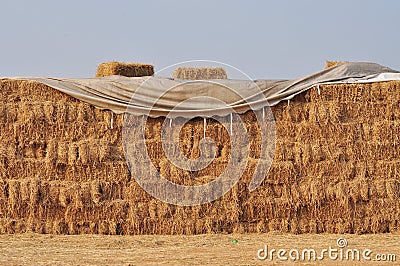 Rice Straw for cow