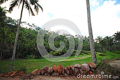 Rice terrace Bali Island tree plant field