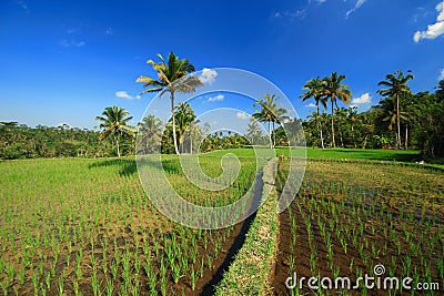 Rice terrace Bali Island tree plant field