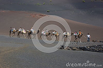 Ride with camels on Lanzarote