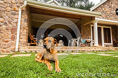 Ridgeback Dogs Home