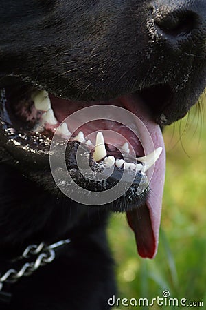 Healthy Dog teeth
