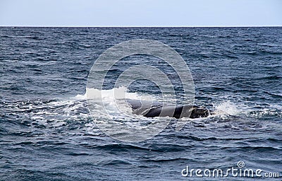Right Whale in the Atlantic Ocean.