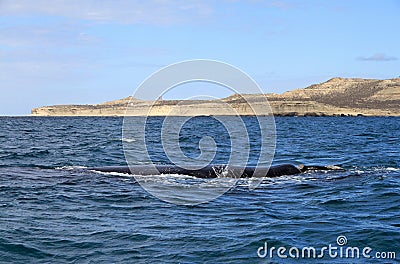Right Whale in the Atlantic Ocean. Puerto Piramides.