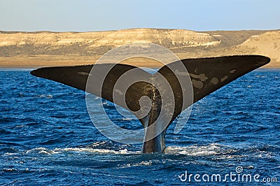 Right whale in Patagonia, Argentina.