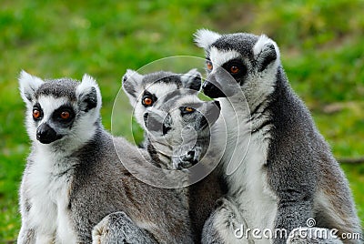 Ring-tailed lemur family
