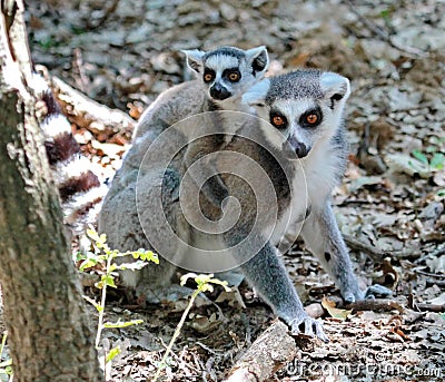 Ring-tailed lemur, lemur catta, baby and mum