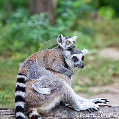 Ring-tailed lemur (lemur catta) with baby ride on one s back in