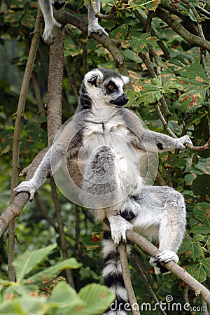 Ring-tailed lemur (Lemur catta).