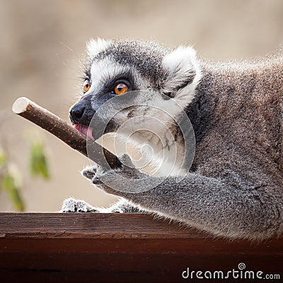 Ring-tailed Lemur (Lemur catta) Licking a Stick