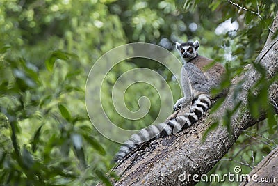 Ring-tailed lemur