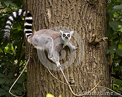 Ring tailed lemur on a tree