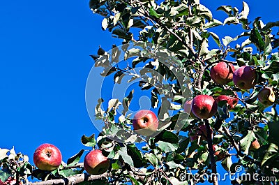 Ripe Apples Royalty Free Stock Photography -