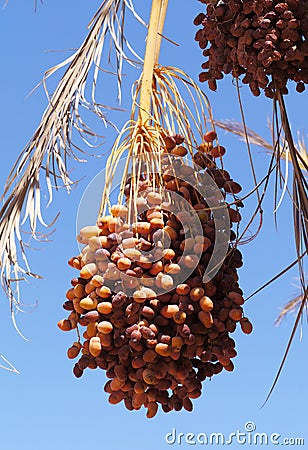 Ripe dates on the palm tree