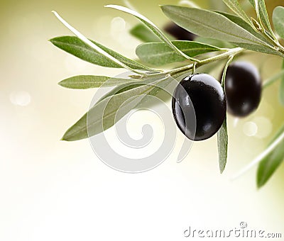 Ripe Olives on a tree