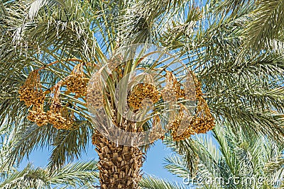 Ripening dates in the blue sky