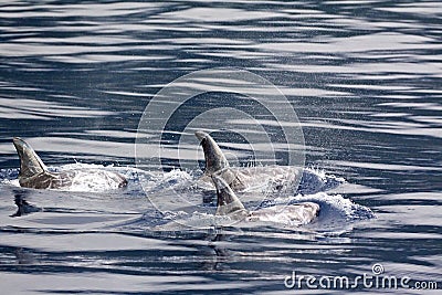 Risso dolphins fins