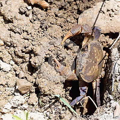 River crab at burrow in Crete