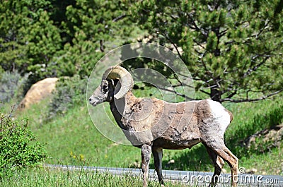 RMNP-Big Horn Sheep