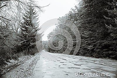 Road in a foggy forest