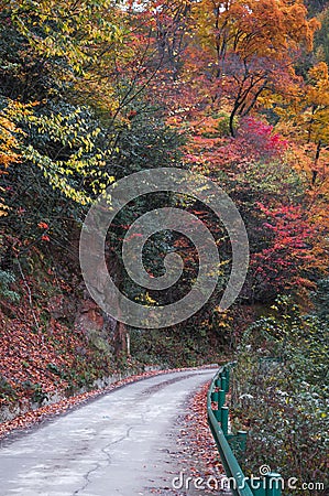 Road in golden fall forest