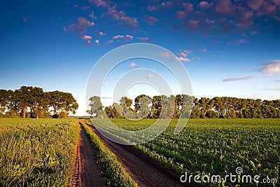 Road and green field with young corn