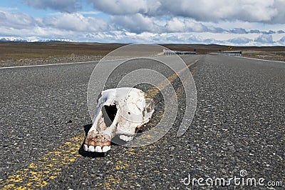 Road Kill on Patagonia Highway