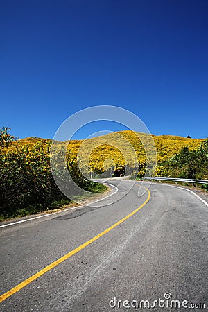 Road to sunflowers hill.