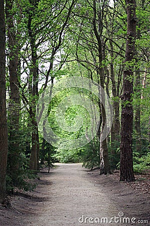 Road through the woods