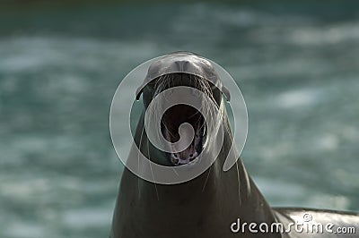 Roaring california sea lion