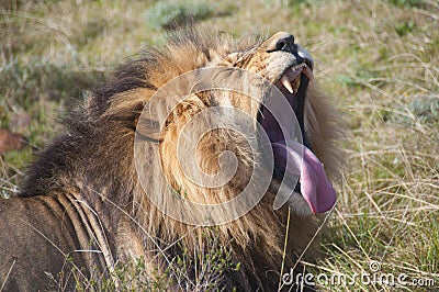 Roaring Lion in the Wilderness