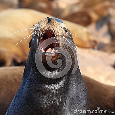 Roaring sea Lion