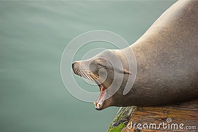 Roaring sea lion